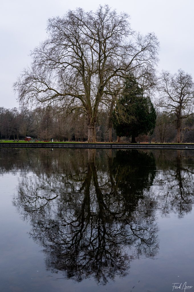 Arbre Méry Sur Oise Janvier 2024