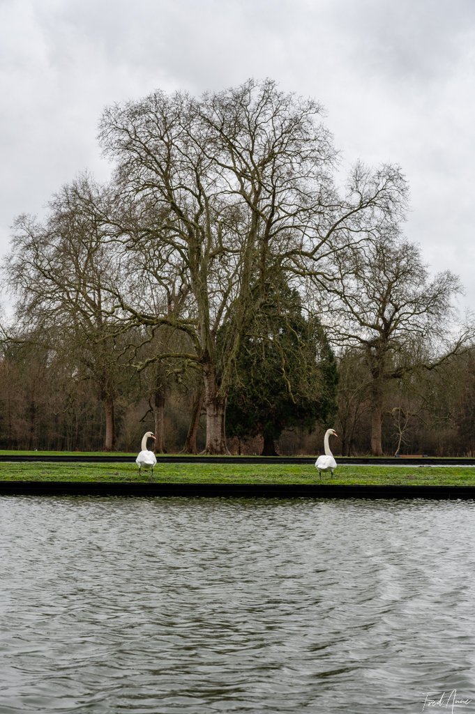 Arbre Méry Sur Oise Février 2024
