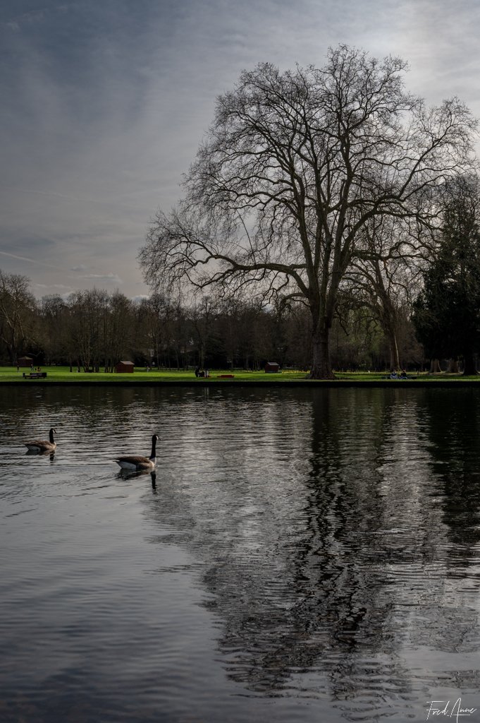 Arbre Méry Sur Oise Mars 2024