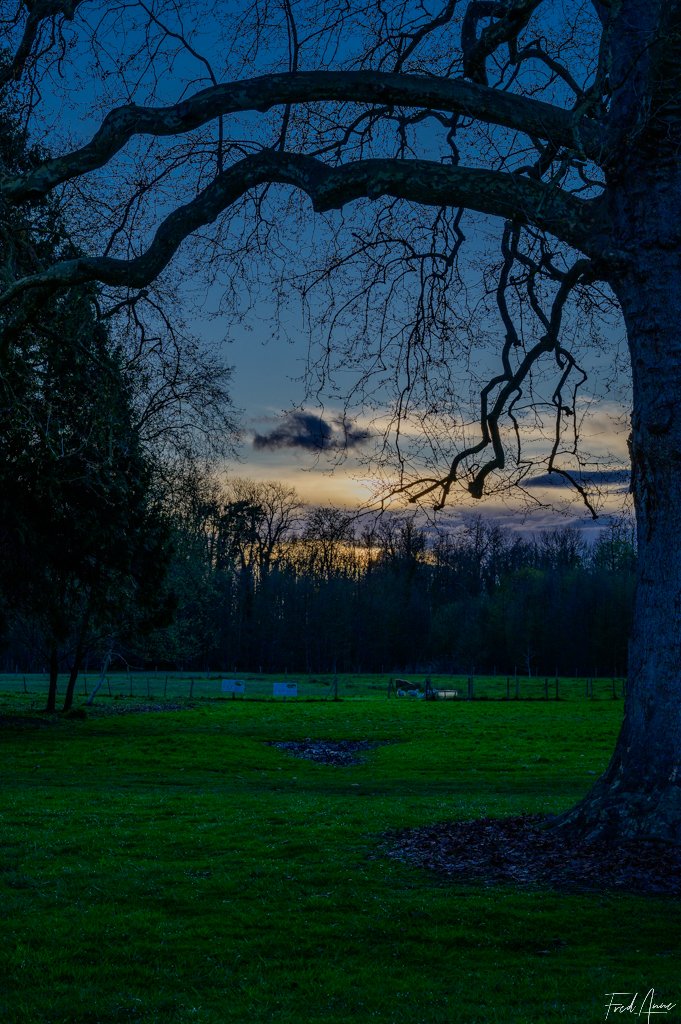 Arbre Méry Sur Oise Avril 2024