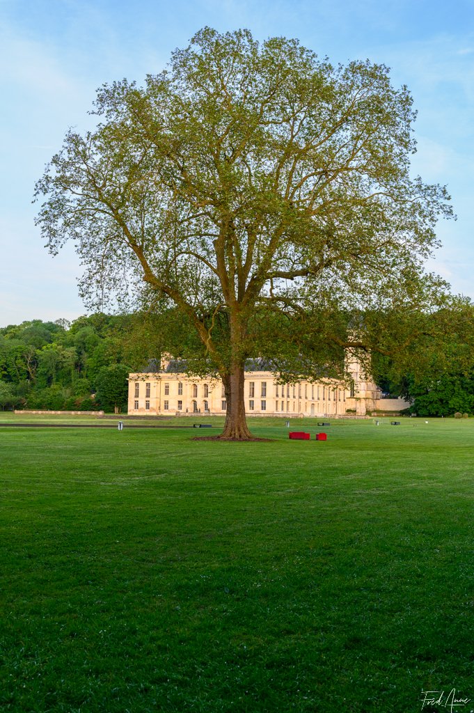 Arbre Méry Sur Oise Mai 2024