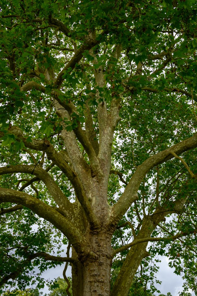 Arbre Méry Sur Oise Juin 2024