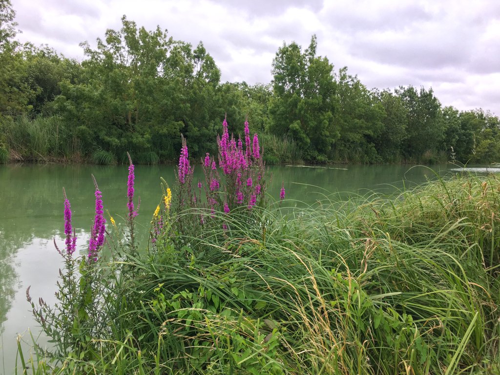 Canal de Marans à La Rochelle