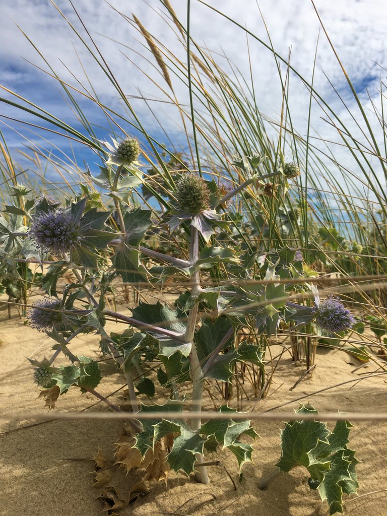 Vélodyssée 200627 1736 965