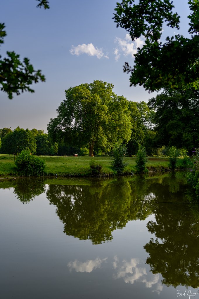 Arbre Méry Sur Oise Juillet 2024
