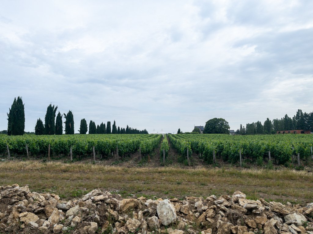 Loire à Vélo vin de Touraine