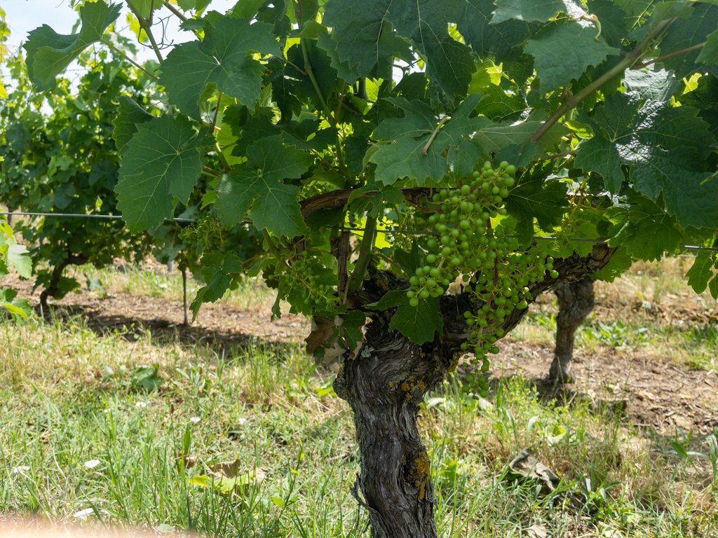 Loire à Vélo vigne