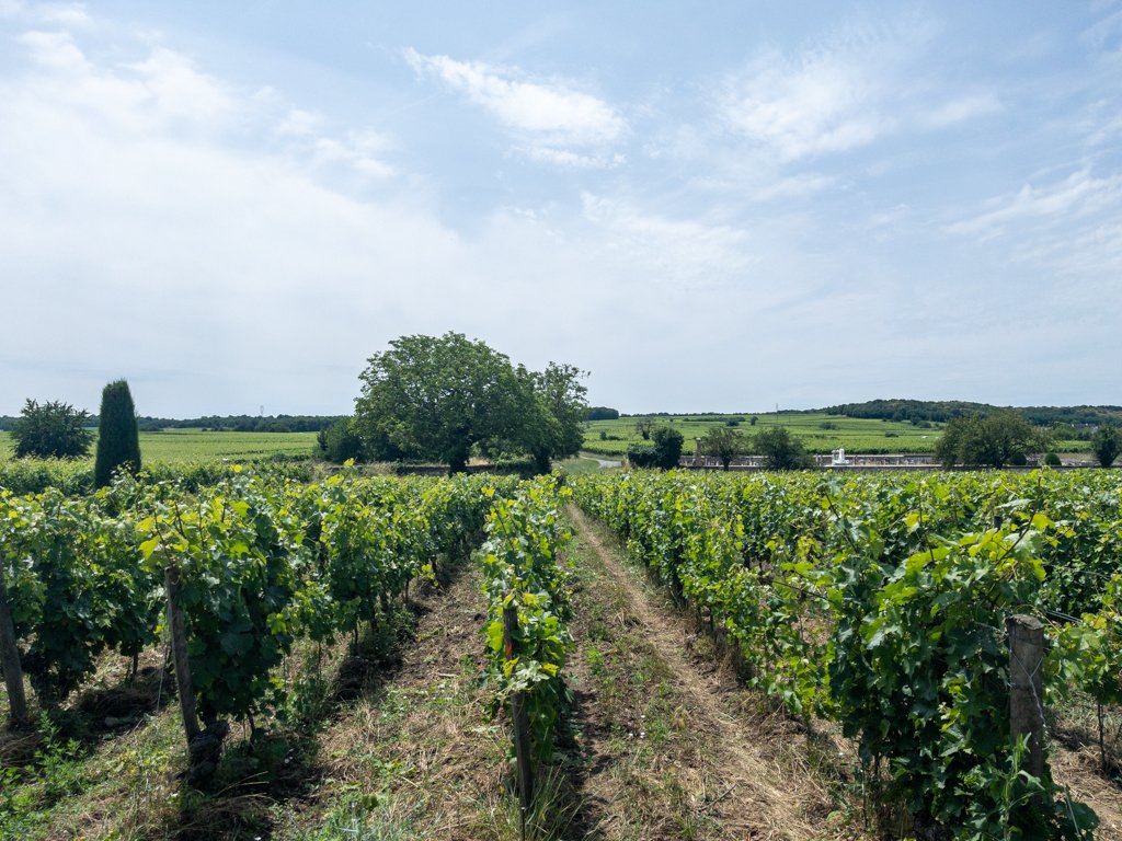 Loire à Vélo vigne