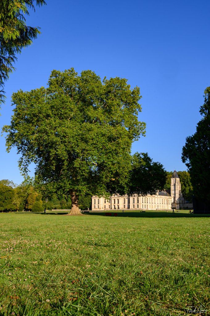 Arbre Méry Sur Oise Août 2024