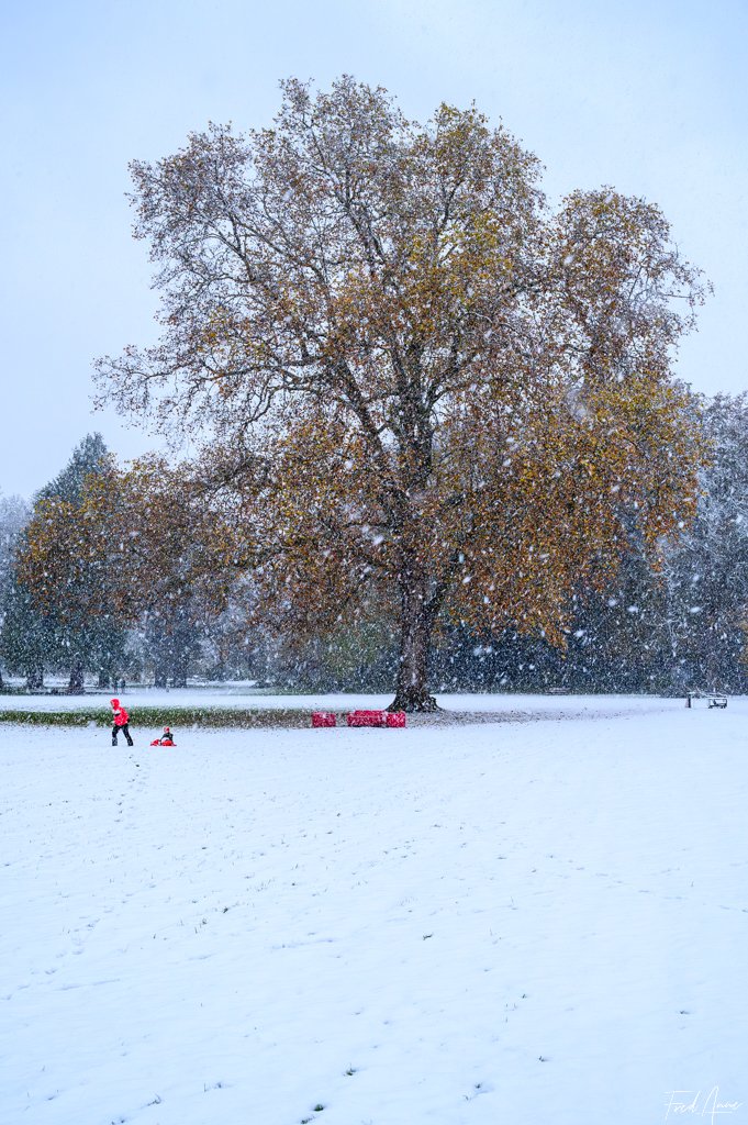 11 Arbre Méry Sur Oise Novembre 2024
