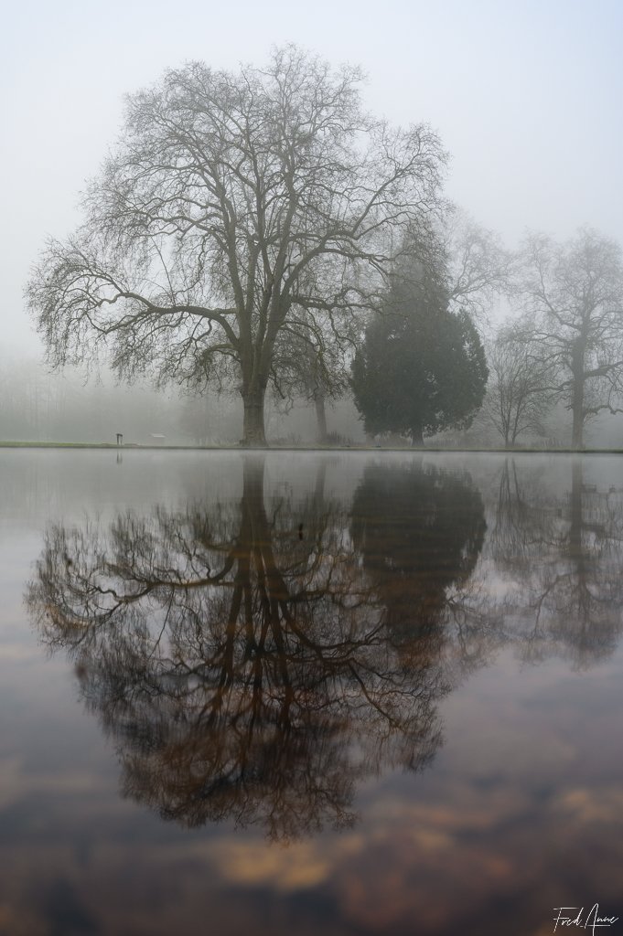 12 Arbre Méry Sur Oise Décembre 2024